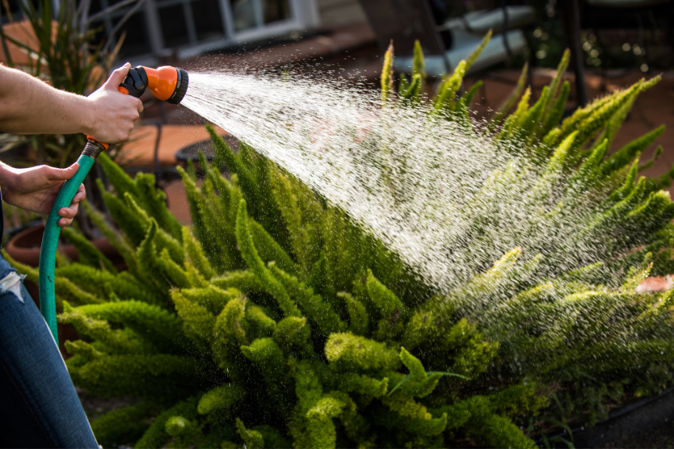 garden hose watering plants